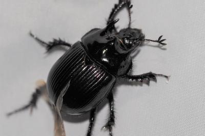 <i>Typhaeus typhoeus</i>