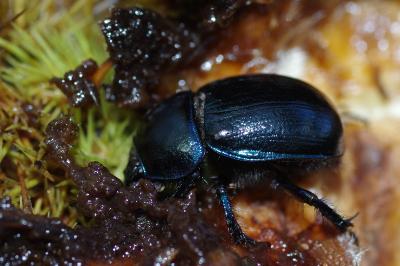 <i>Anoplotrupes stercorosus</i>