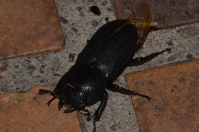 <i>Dorcus parallelipipedus</i>