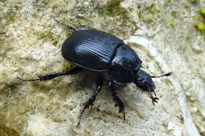 <i>Typhaeus typhoeus</i>