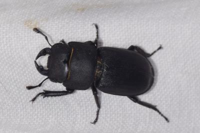 <i>Dorcus parallelipipedus</i>