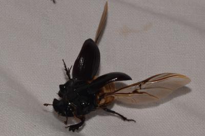 <i>Copris lunaris</i>