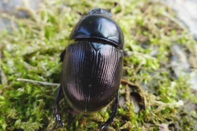 <i>Geotrupes mutator</i>