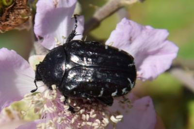 <i>Oxythyrea funesta</i>