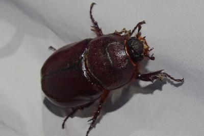 <i>Oryctes nasicornis</i>