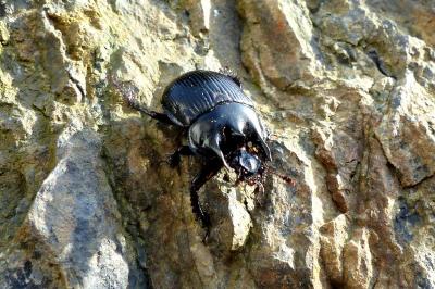 <i>Typhaeus typhoeus</i>
