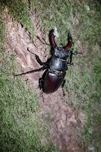 <i>Lucanus cervus</i>