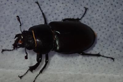 <i>Lucanus cervus</i>