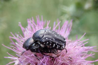 <i>Oxythyrea funesta</i>