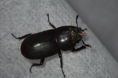 <i>Dorcus parallelipipedus</i>