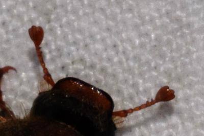 <i>Amphimallon solstitiale</i>