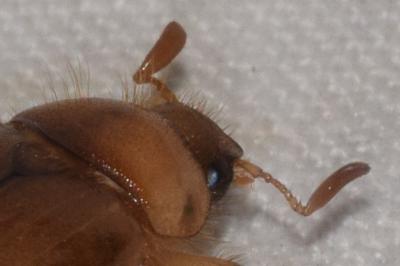 <i>Rhizotrogus marginipes</i>