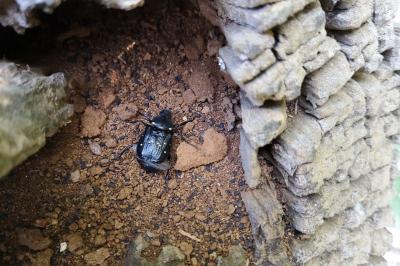 <i>Gnorimus variabilis</i>
