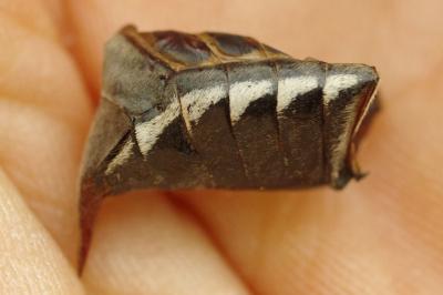 <i>Melolontha melolontha</i>