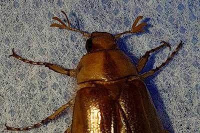 <i>Rhizotrogus aestivus</i>