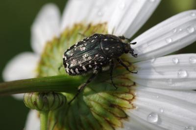 <i>Oxythyrea funesta</i>