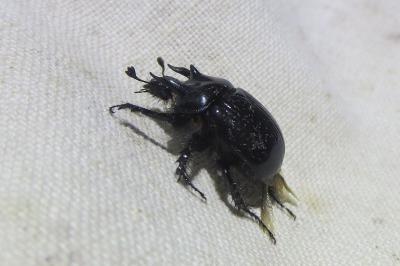 <i>Typhaeus typhoeus</i>