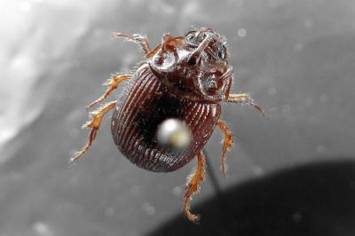 <i>Odonteus armiger</i>
