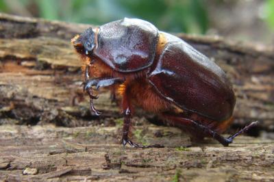 <i>Oryctes nasicornis</i>