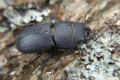 <i>Dorcus parallelipipedus</i>