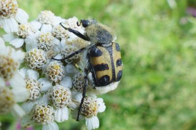 <i>Trichius gallicus</i>