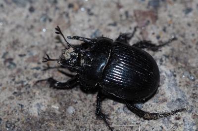 <i>Typhaeus typhoeus</i>