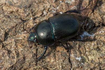 <i>Geotrupes mutator</i>