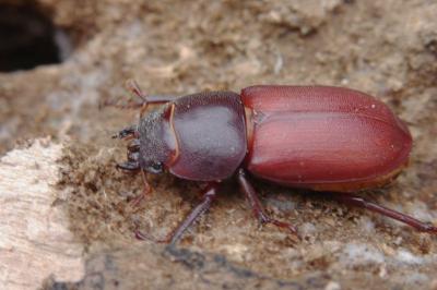 <i>Lucanus cervus</i>