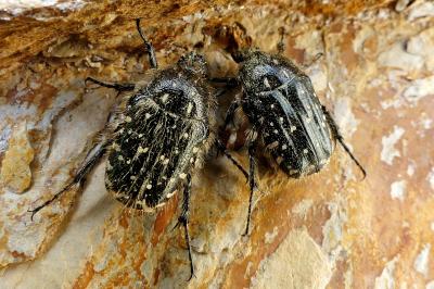 <i>Oxythyrea funesta</i>