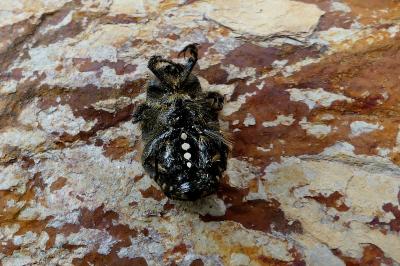 <i>Oxythyrea funesta</i>