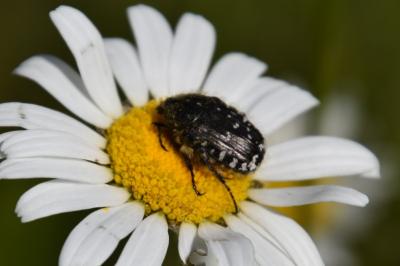 <i>Oxythyrea funesta</i>