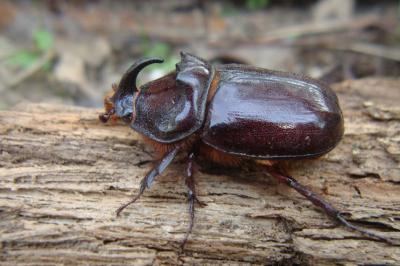 <i>Oryctes nasicornis</i>