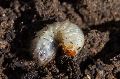 <i>Cetonia</i>