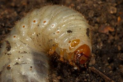 <i>Cetonia</i>