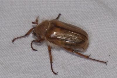 <i>Amphimallon solstitiale</i>