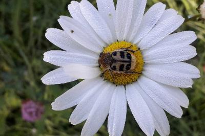 <i>Trichius gallicus</i>
