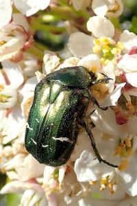 <i>Cetonia aurata</i>