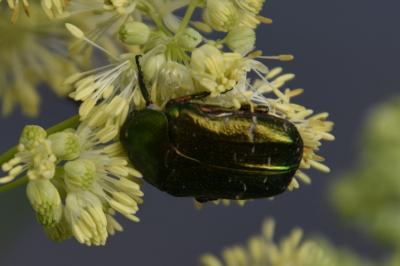 <i>Cetonia aurata</i>