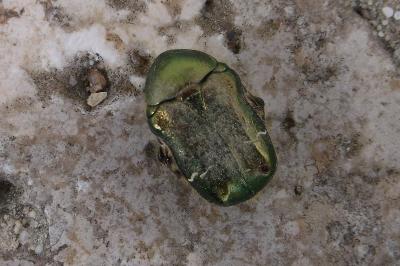 <i>Cetonia aurata</i>