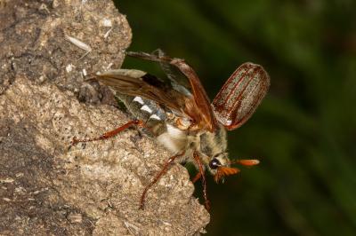 <i>Melolontha melolontha</i>