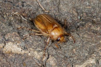 <i>Rhizotrogus marginipes</i>