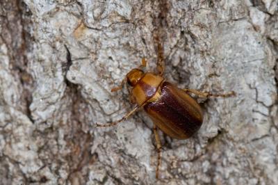 <i>Rhizotrogus aestivus</i>