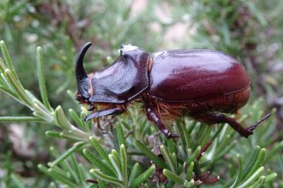 <i>Oryctes nasicornis</i>