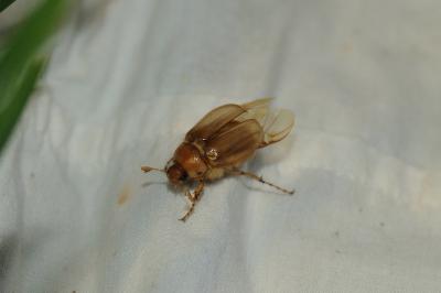 <i>Rhizotrogus marginipes</i>