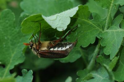 <i>Melolontha melolontha</i>