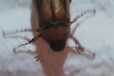 <i>Rhizotrogus marginipes</i>