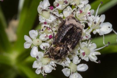 <i>Valgus hemipterus</i>