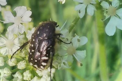 <i>Oxythyrea funesta</i>