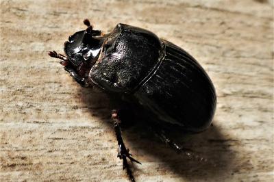 <i>Copris lunaris</i>