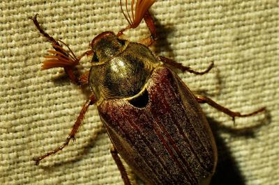 <i>Melolontha melolontha</i>